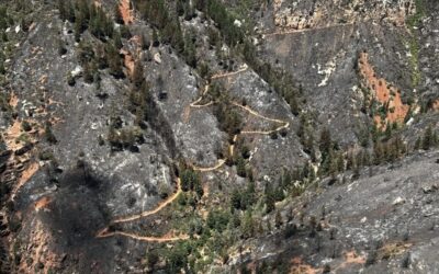 Burned slopes and surviving trees along the North Kaibab Trail after the 2025 Dragon Bravo Fire